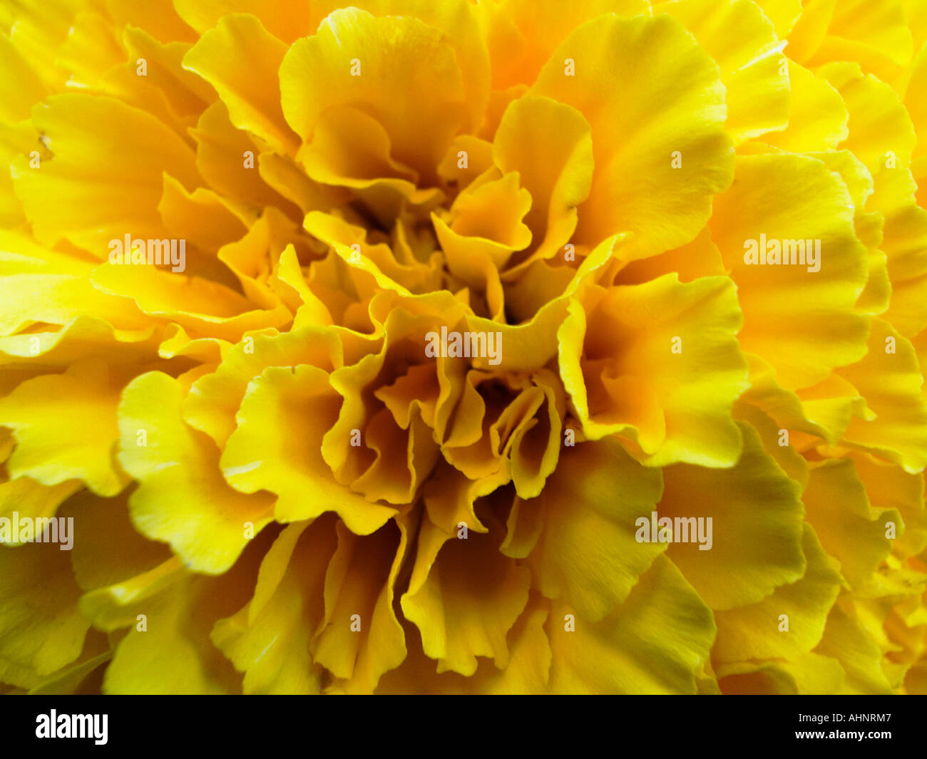 closeup of the yellow carnation flower (Dianthus caryophyllus Stock