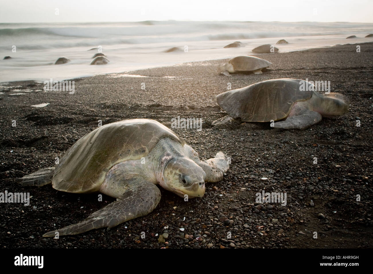 A Group Of Olive Ridley Sea Turtles Climb Ashore In Costa Rica To Lay