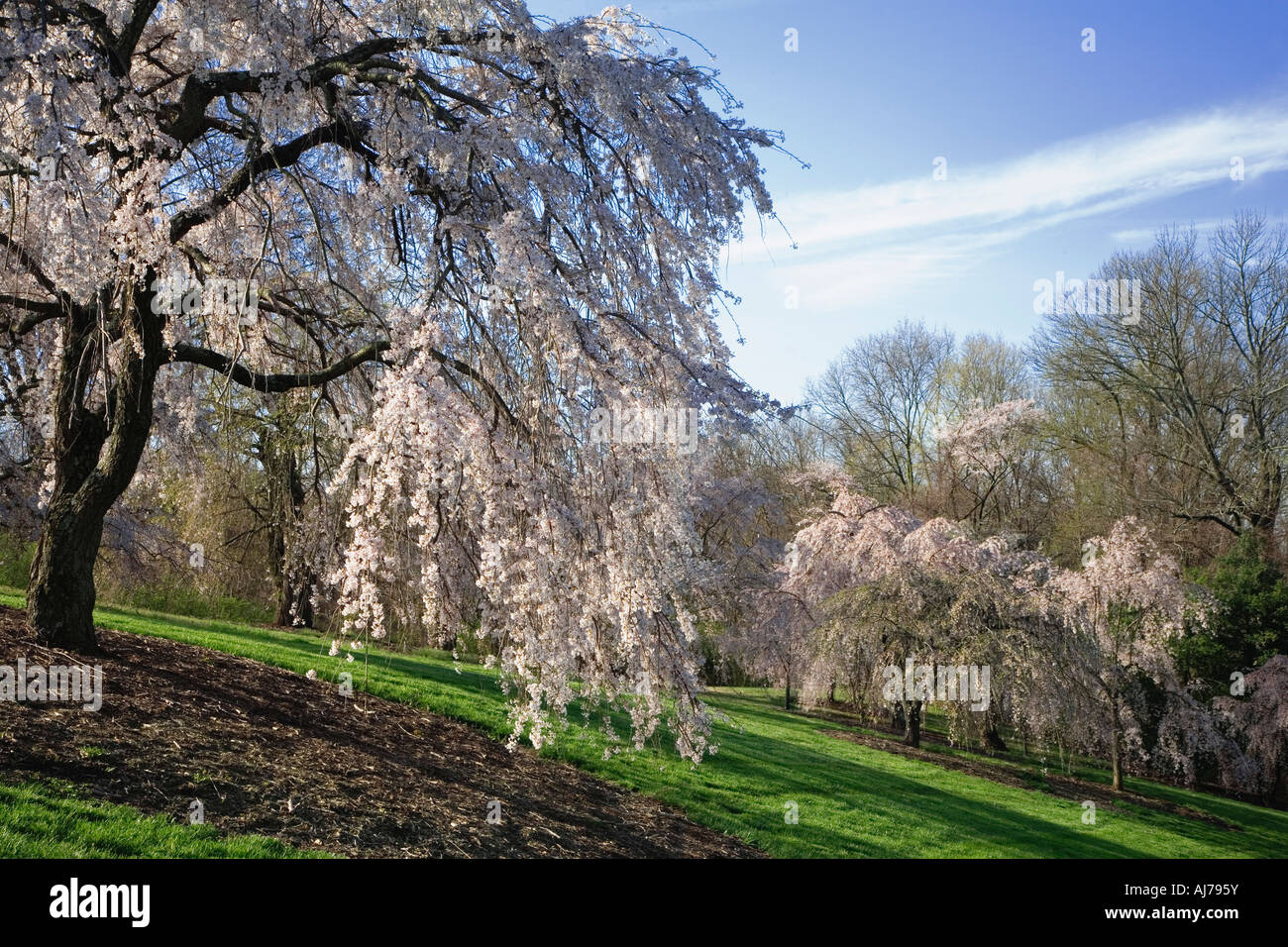 Springtime Bloom of cherry trees in Ault Park in Cincinnati, Ohio Stock