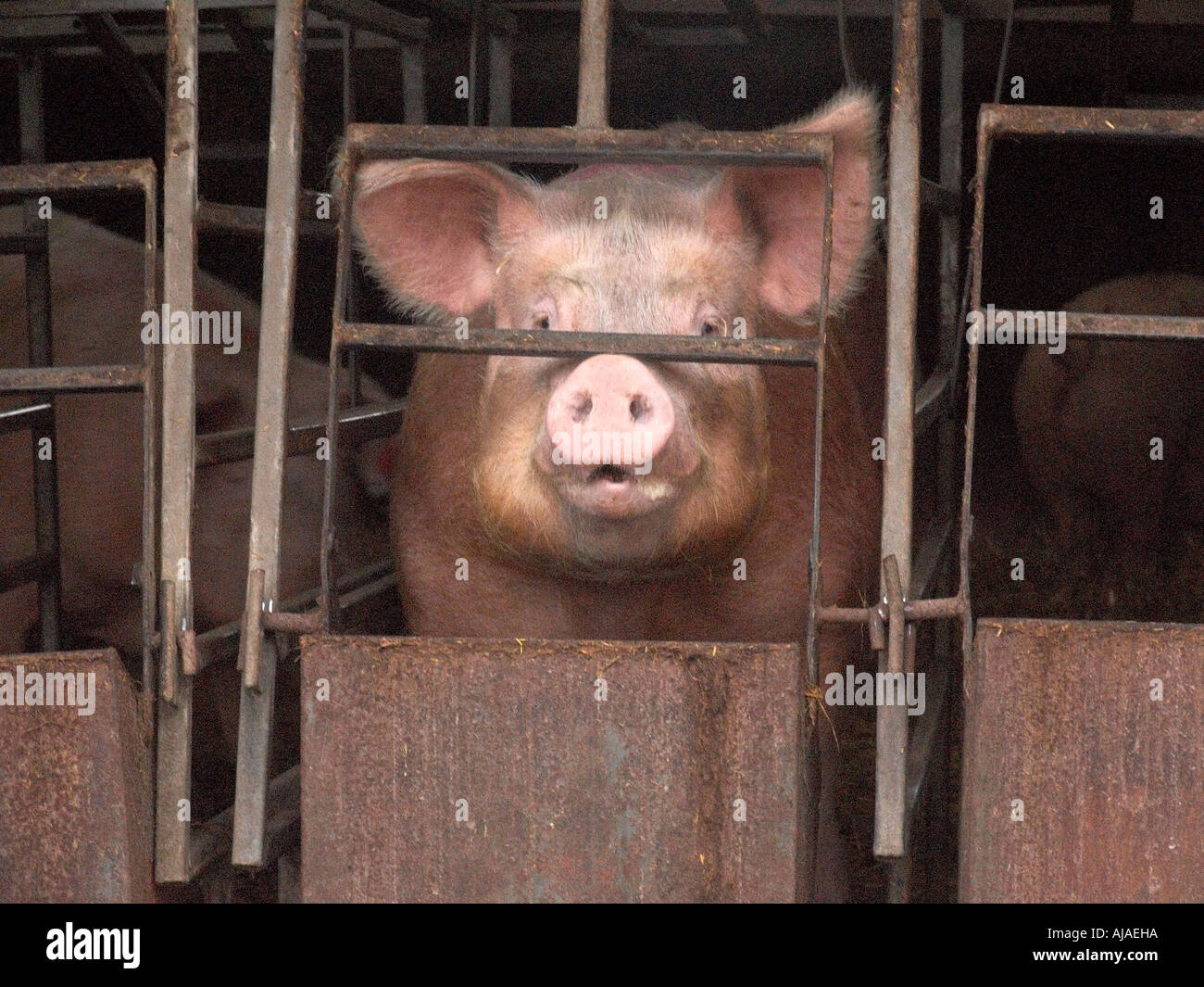 pig farm one boar pen cage trapped Stock Photo, Royalty Free Image