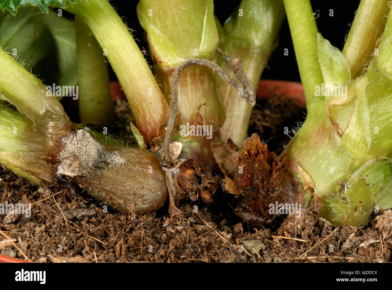 Grey mould Botrytis cinera infection on the stem of a begonia house