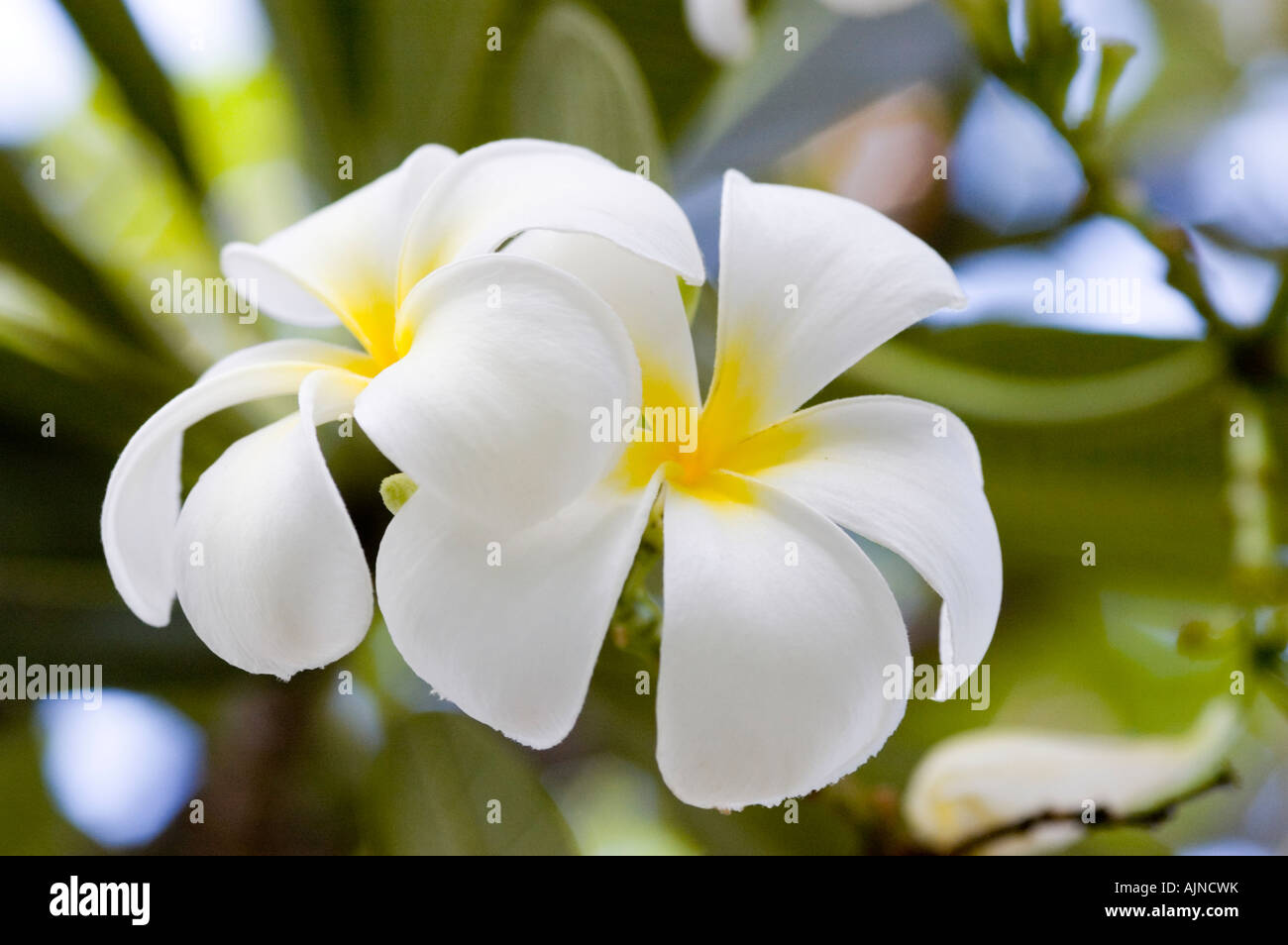 essay on white oleander essay on white oleander