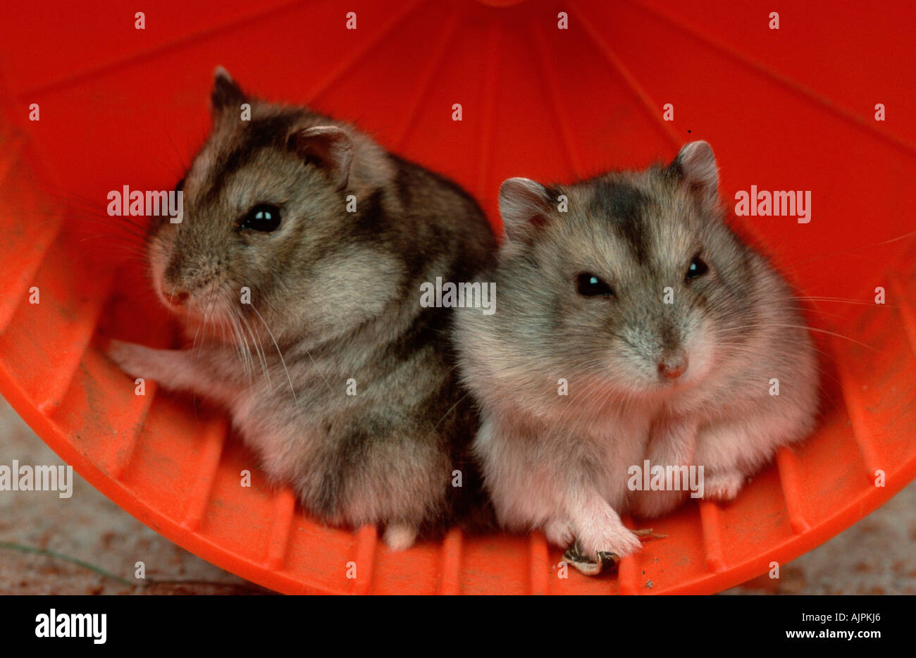 Dwarf Hamster pair Phodopus sungorus Siberian Hamster Russian Hamster ...