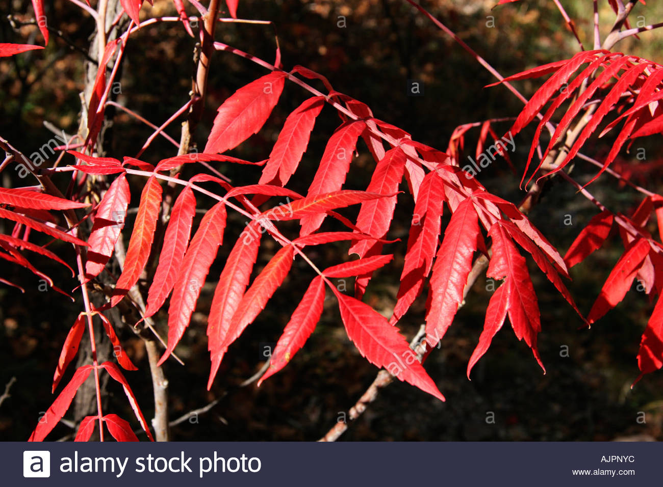 fall-colors-smooth-sumac-rhus-glabra-chiricahua-mountains-red-leaves-AJPNYC.jpg