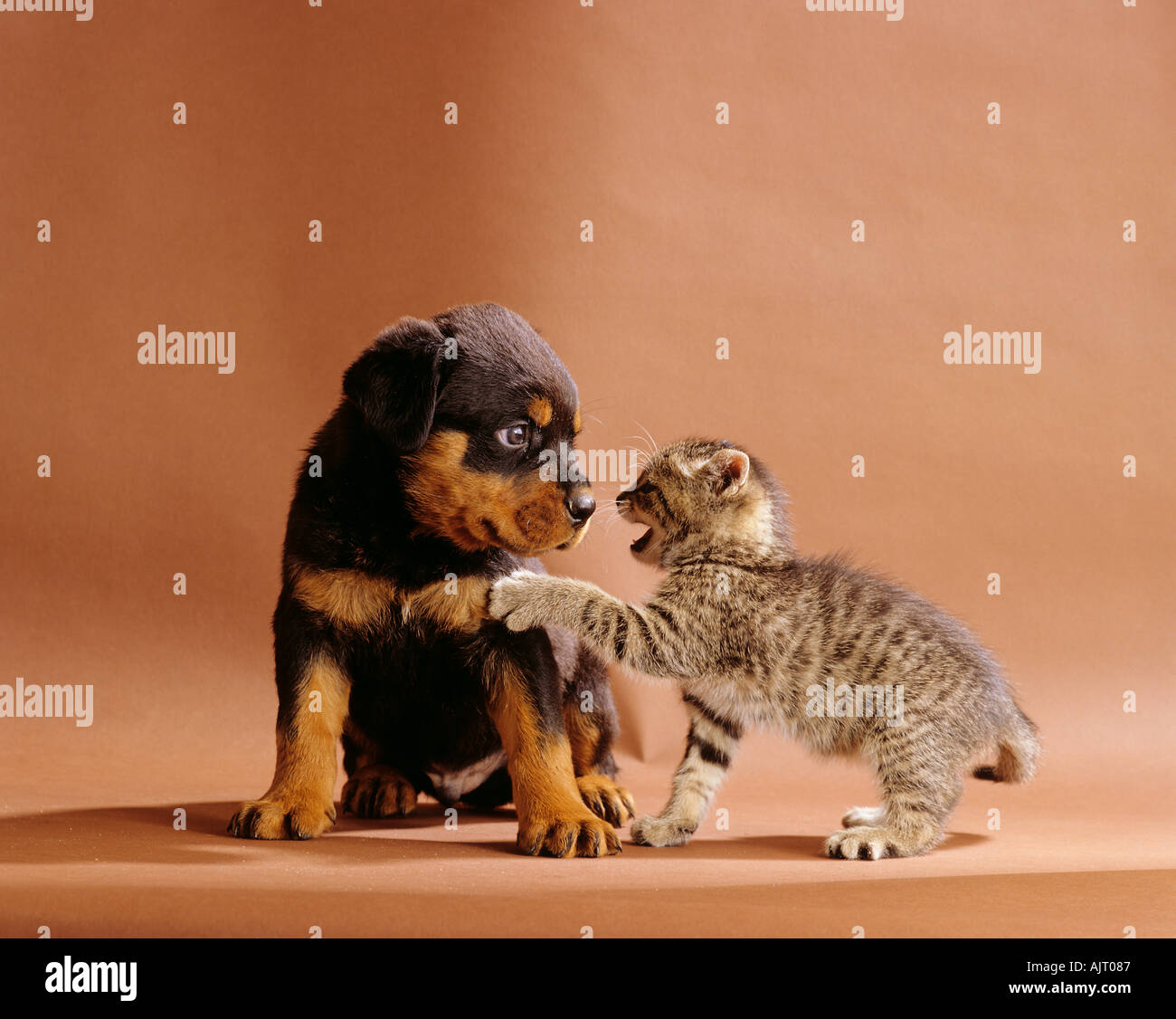 rottweiler and cats animal friendship rottweiler puppy and domestic cat kitten stock photo royalty rottweiler and cats animal friendship rottweiler puppy and domestic cat kitten stock photo royalty