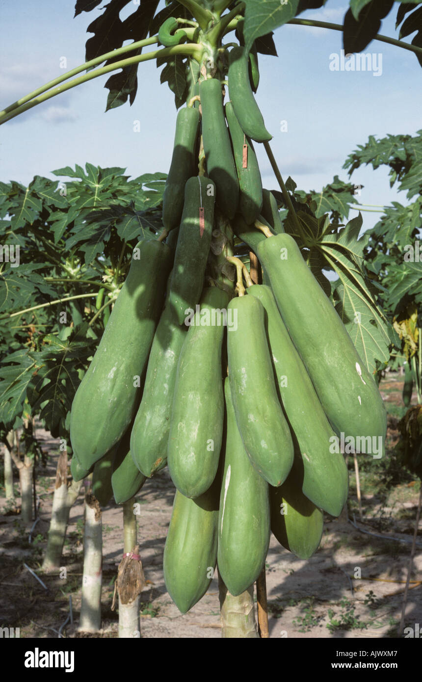 mature green papaya powder cheap little teen sluts trailers