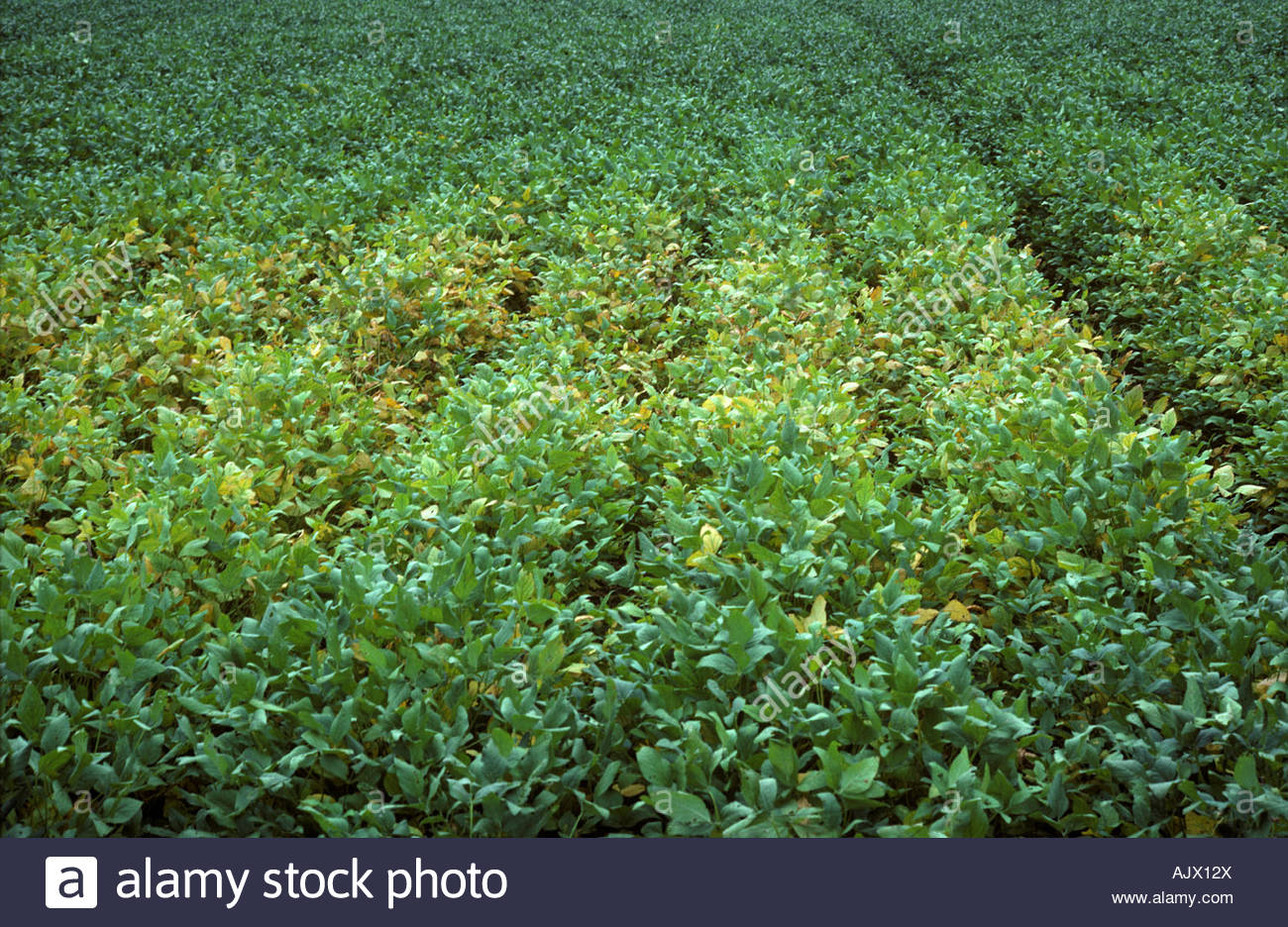Patch of soya bean damaged by root knot nematodes Meloidogyne Stock