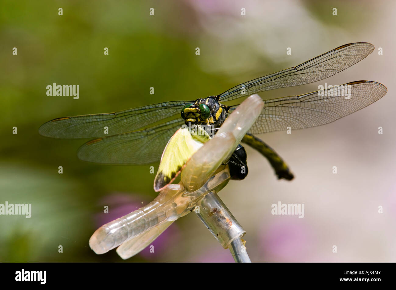 Dragonfly perched on lawn ornament eating captured butterfly Ontario Stock Photo, Royalty Free