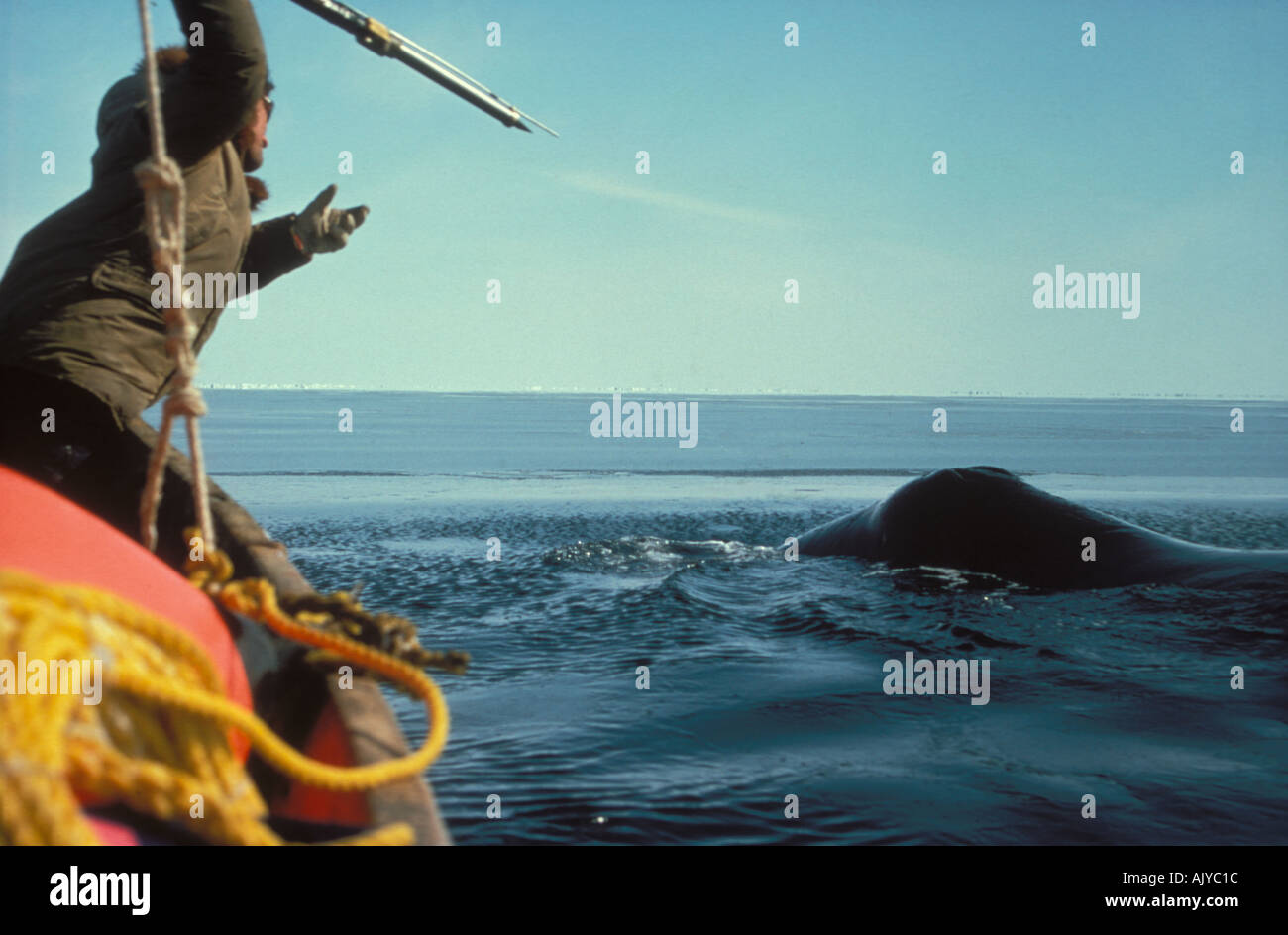 siberian-yupik-eskimo-subsistence-whale-hunter-throws-harpoon-into-AJYC1C.jpg