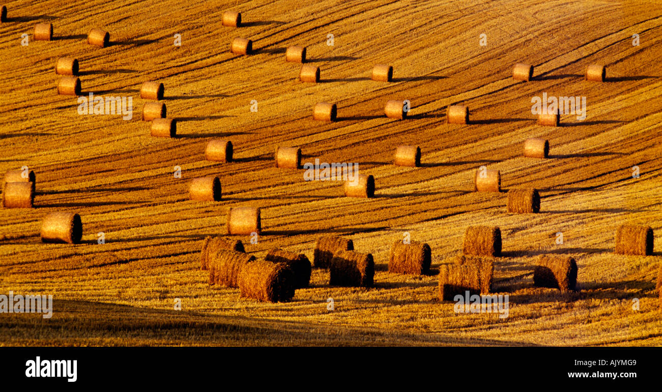 Bales-of-hay-in-the-evening-light-on-a-f