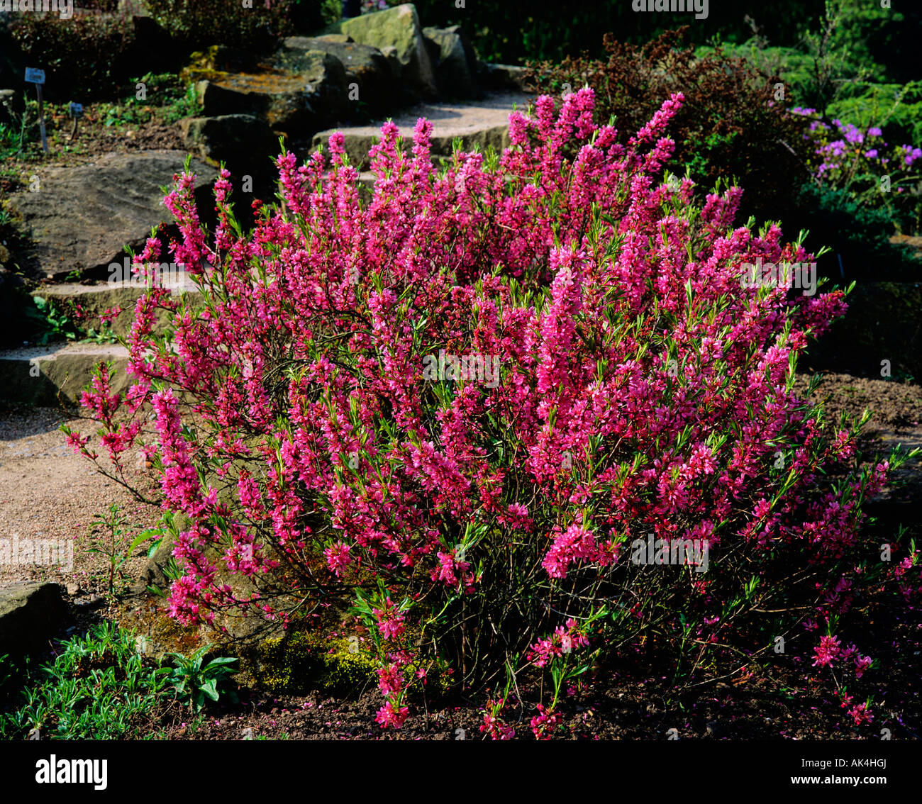 Dwarf Russian Almond Stock Photo, Royalty Free Image 14883089 Alamy