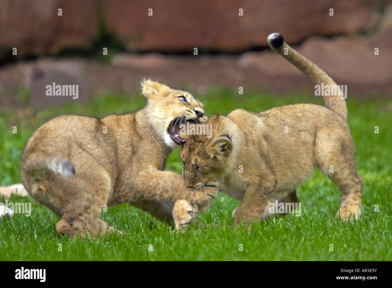 Indian Lion Stock Photo, Royalty Free Image: 14891366 - Alamy
