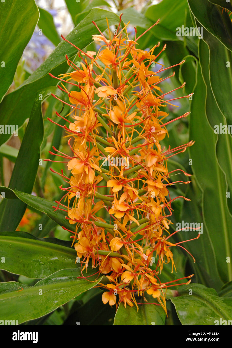 Hedychium coccineum 'Tara' Stock Photo, Royalty Free Image 14915521