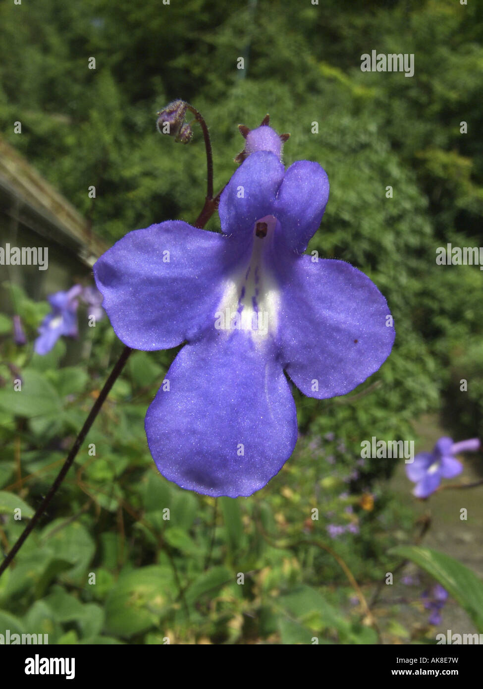 Nodding Violet, strep (Streptocarpus caulescens), flower Stock Photo