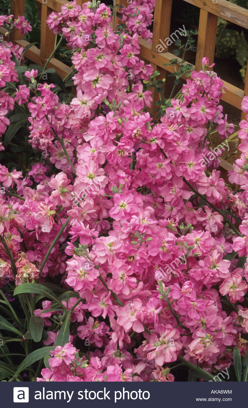 Night scented stock Matthiola bicornis Stock Photo 14935951 Alamy