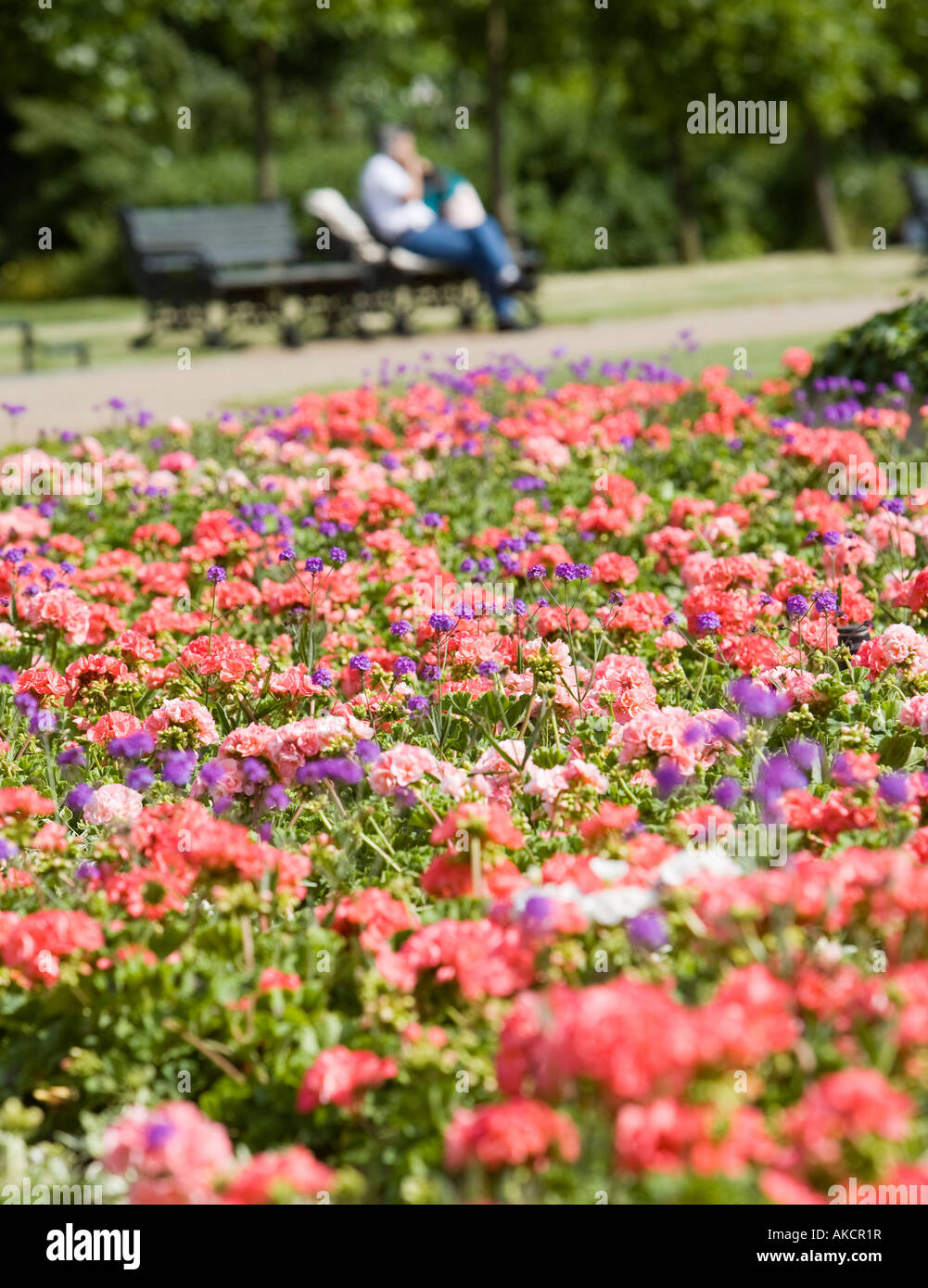 A colourful flower bed with a park bench in the background ... for Flower Park Background
150ifm A colourful flower bed with a park bench in the background ... for Flower Park Background
150ifm