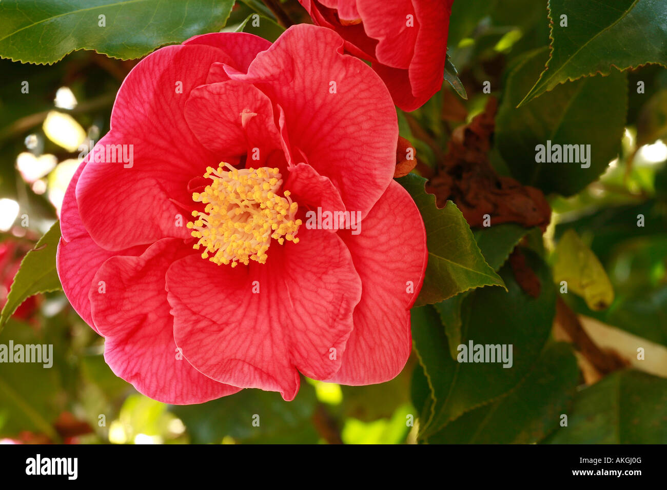 Camellia japonica "Dr. King Stock Photo, Royalty Free Image 14996127