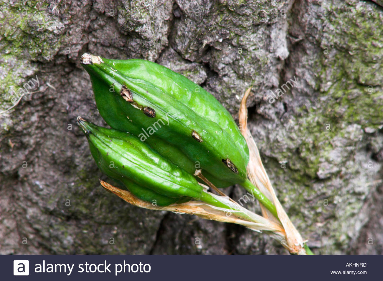 Yellow Flag Iris Seed pods Iris pseudacorus against oak tree Stock