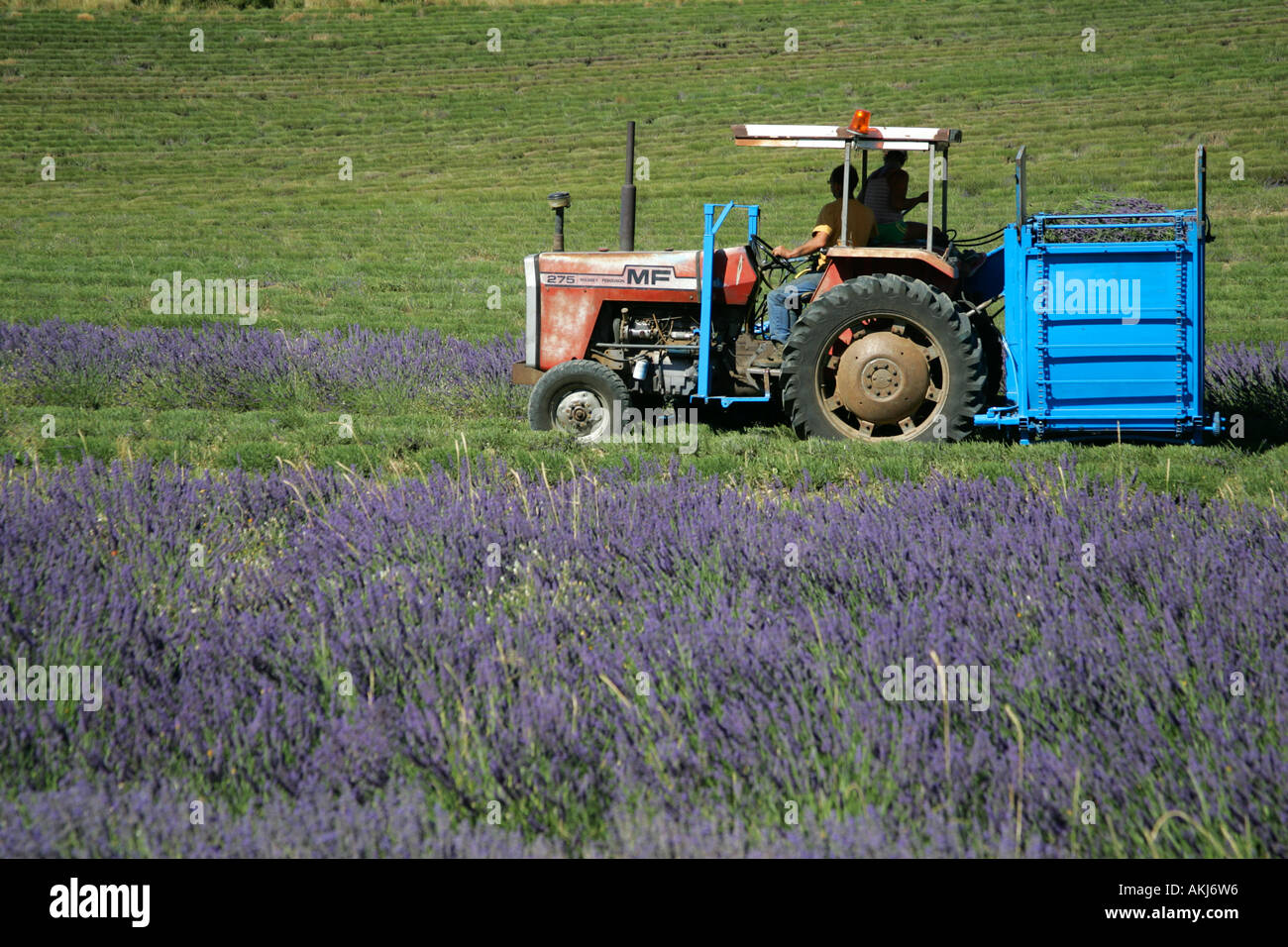 mechanical harvest of a lavender field Stockfoto, Lizenzfreies Bild