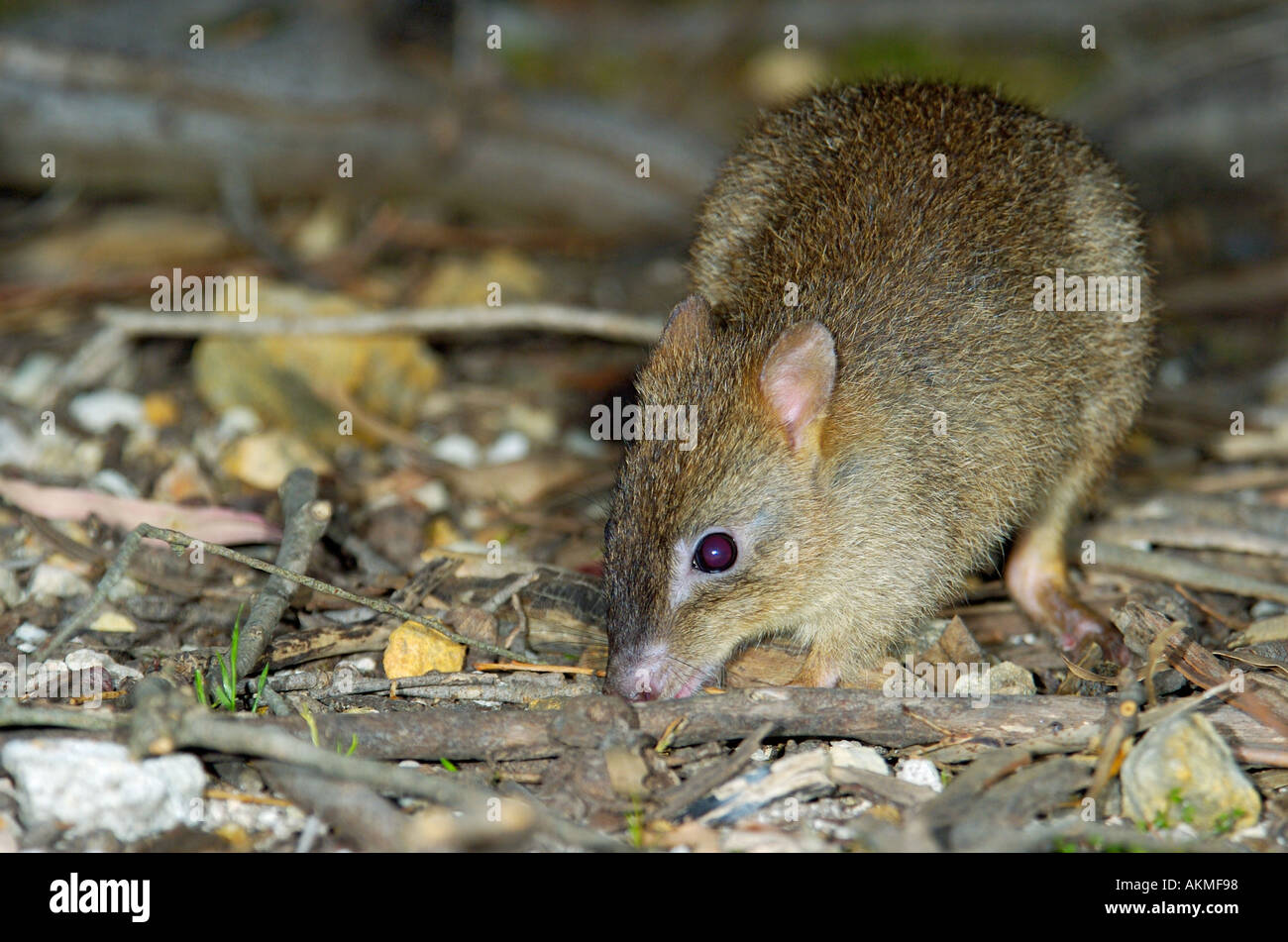Woylie Bettongia Penicillata Stock Photo, Royalty Free Image 2789271