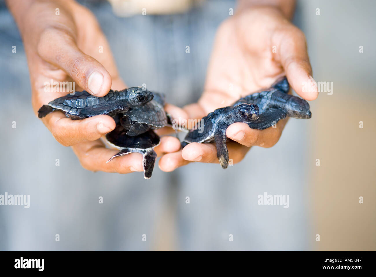 volunteer-holding-baby-sea-turtles-sea-t