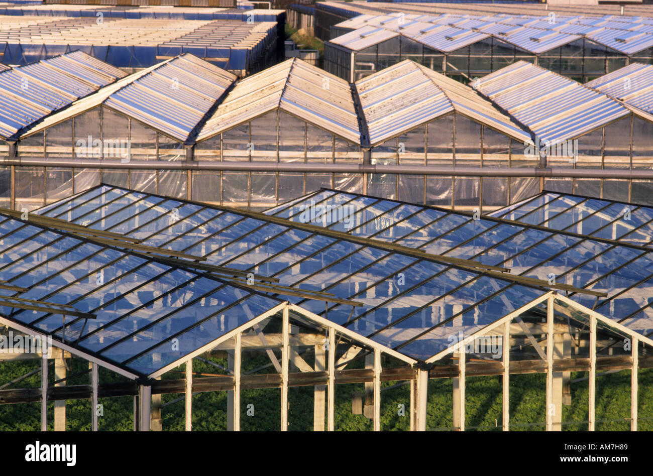 Greenhouse Hothouse Glasshouse Netherlands Westland near Rotterdam