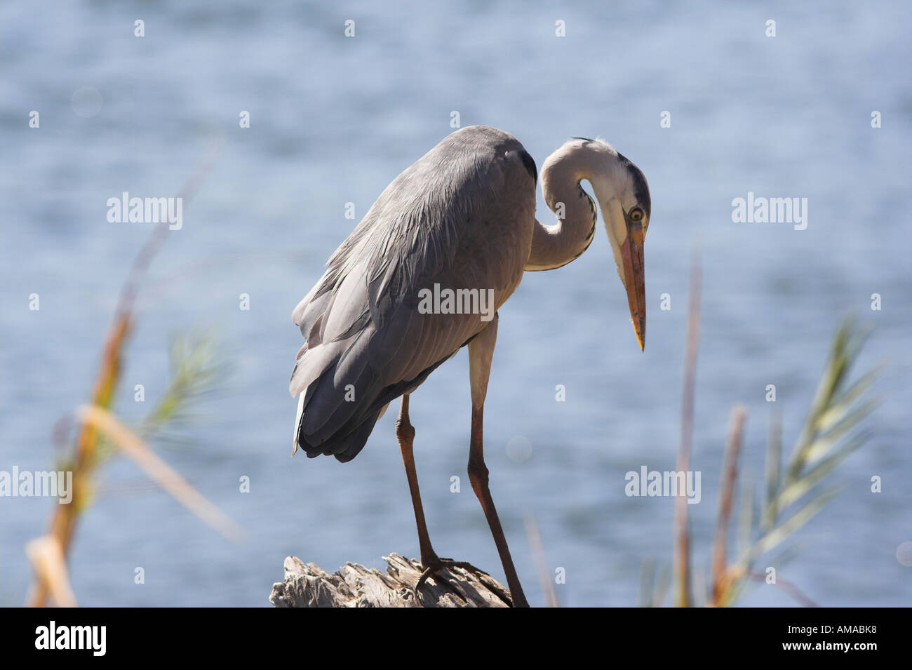 Grey Heron (ardea cinerea) fishing, South Africa Stock Photo, Royalty