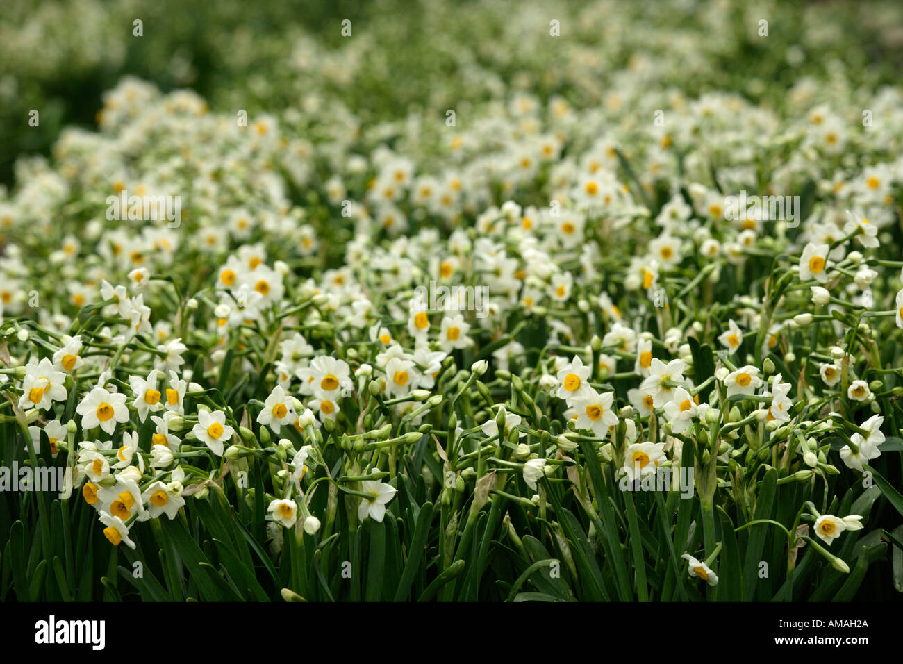 chinese new year narcissus bulbs