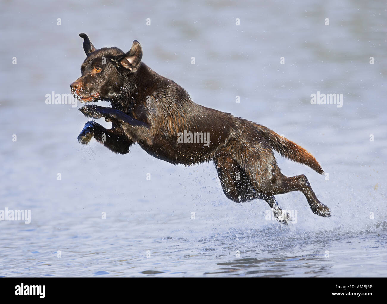 Labrador Retriever dog jumping in water Stock Photo, Royalty Free