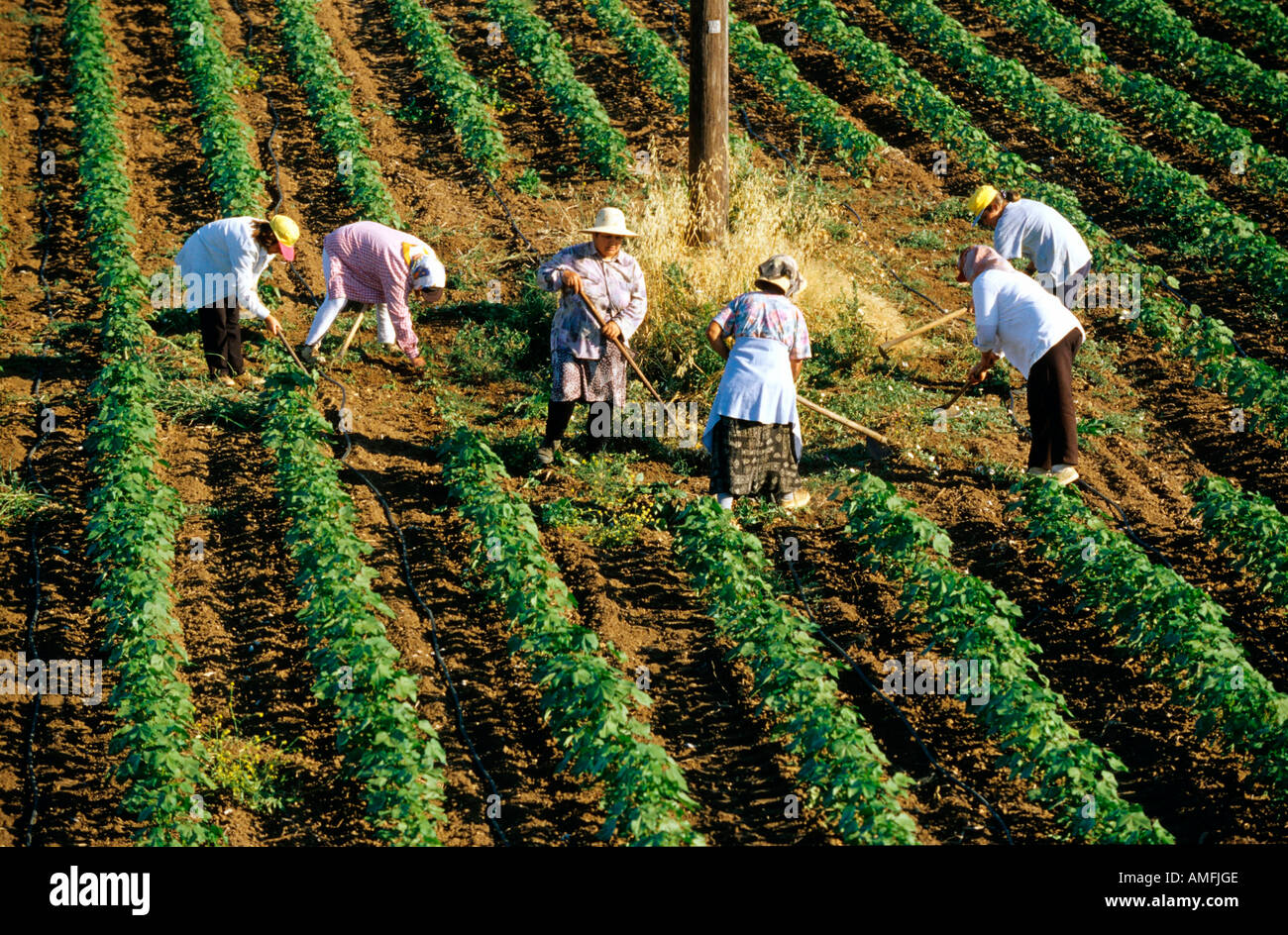 Griechenland, Chalkidiki, Kassandra, Nea Fokia, Menschen arbeiten in