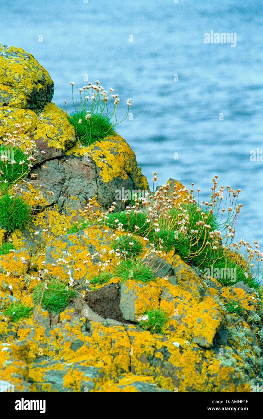 Rock Plants Scotland Stock Photo, Royalty Free Image 4985422 Alamy