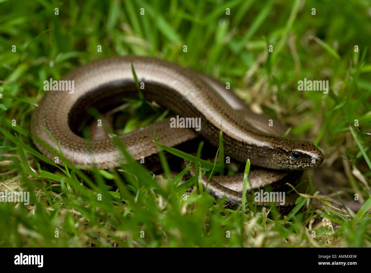Slow Worm in grass Anguis fragilis England UK Legless lizard Stock