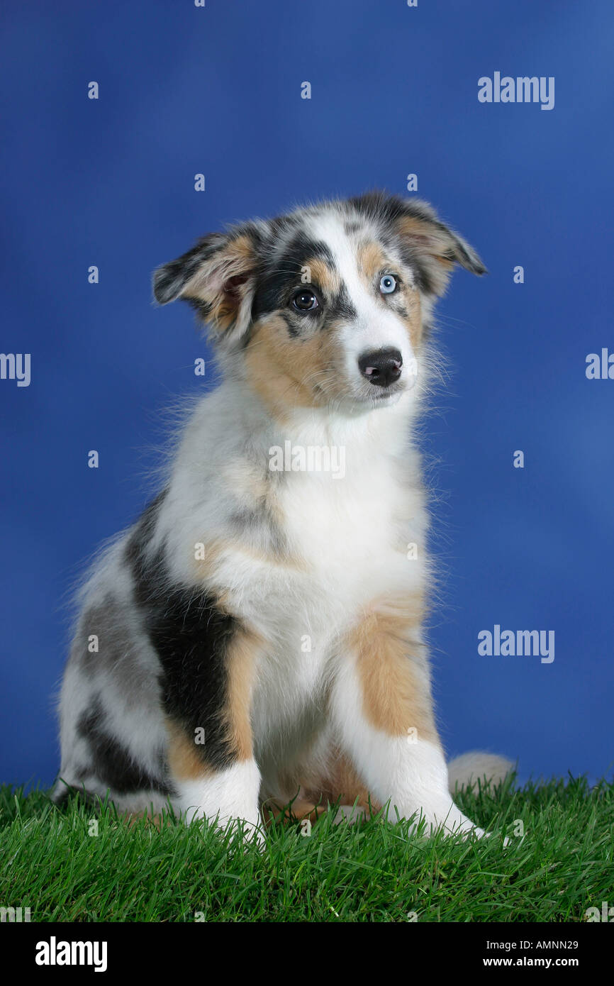 australian shepherd welpen 6 monate blue eyed australian shepherd dog stock photos u0026 blue eyed australian shepherd welpen 6 monate blue eyed australian shepherd dog stock photos u0026 blue eyed