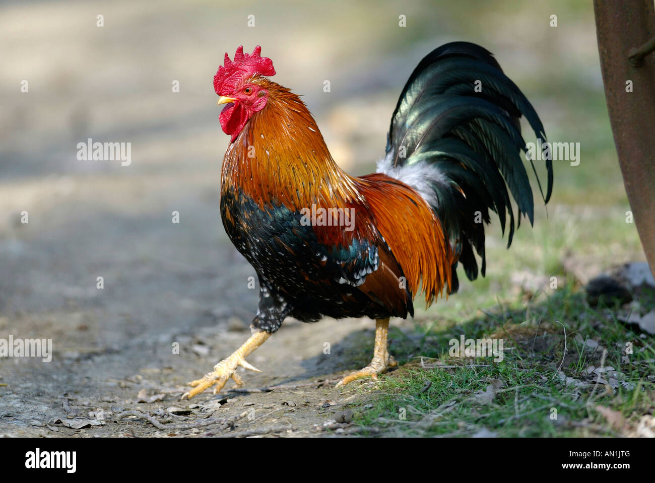 Cock Picture Rooster 23