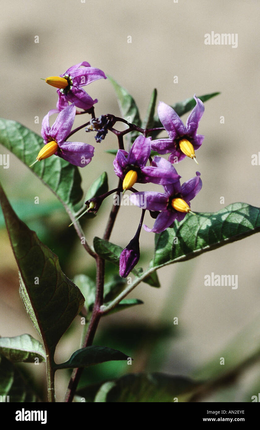 bitter nightshade, bittersweet nightshade, woody nightshade, climbing