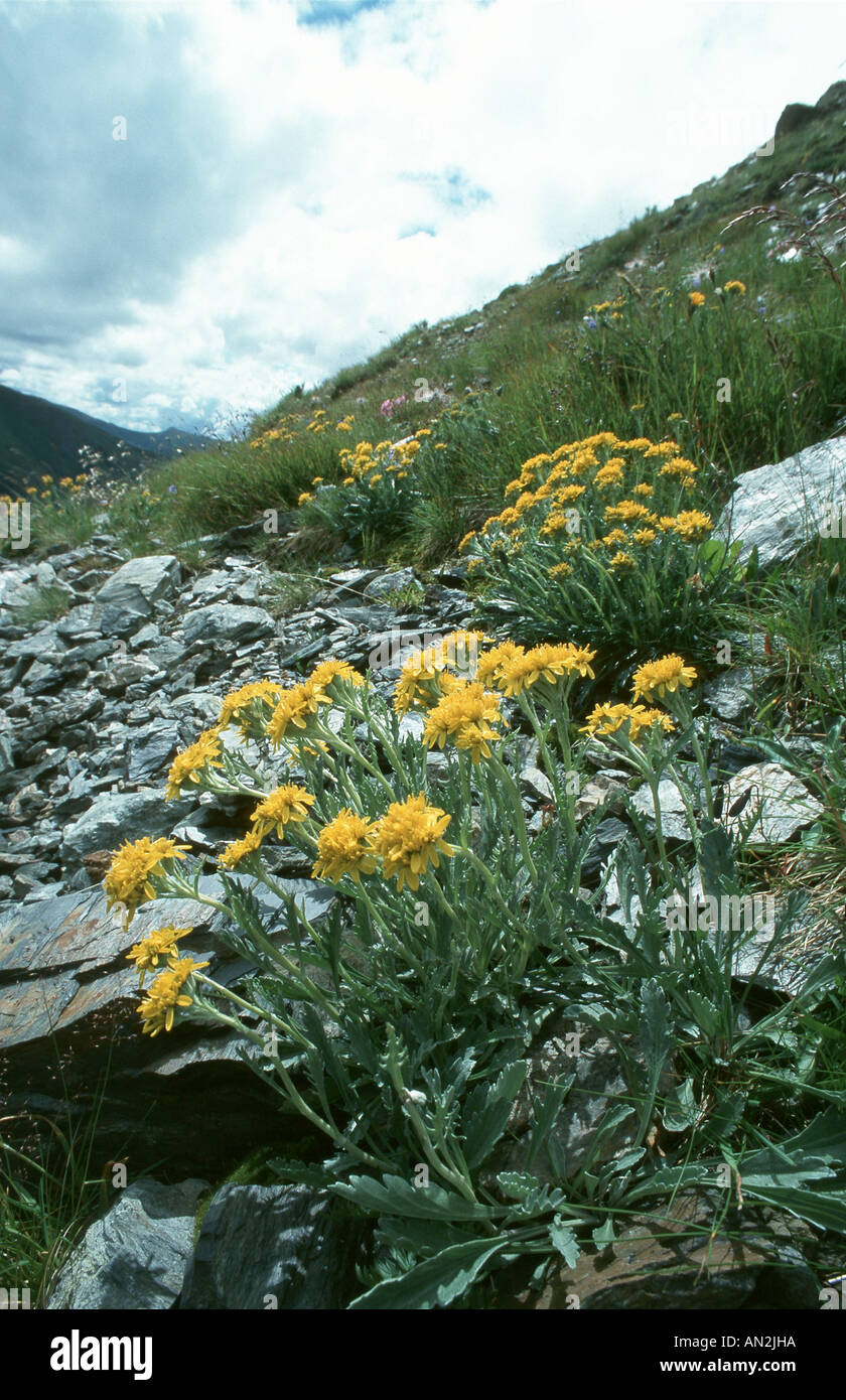 Senecio Carniolicus Hi Res Stock Photography And Images Alamy