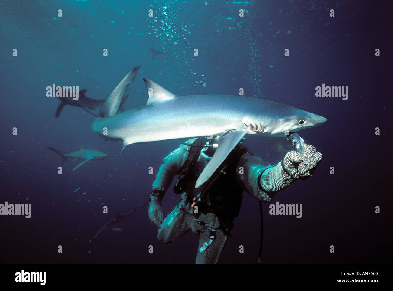 Blue Shark being fed fish by diver in chain mail suit Stock Photo