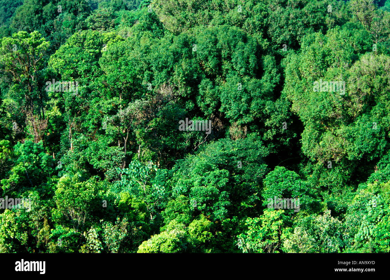 Canopy Environment canopy environment kyoto bamboo forest Canopy Environment canopy environment kyoto bamboo forest