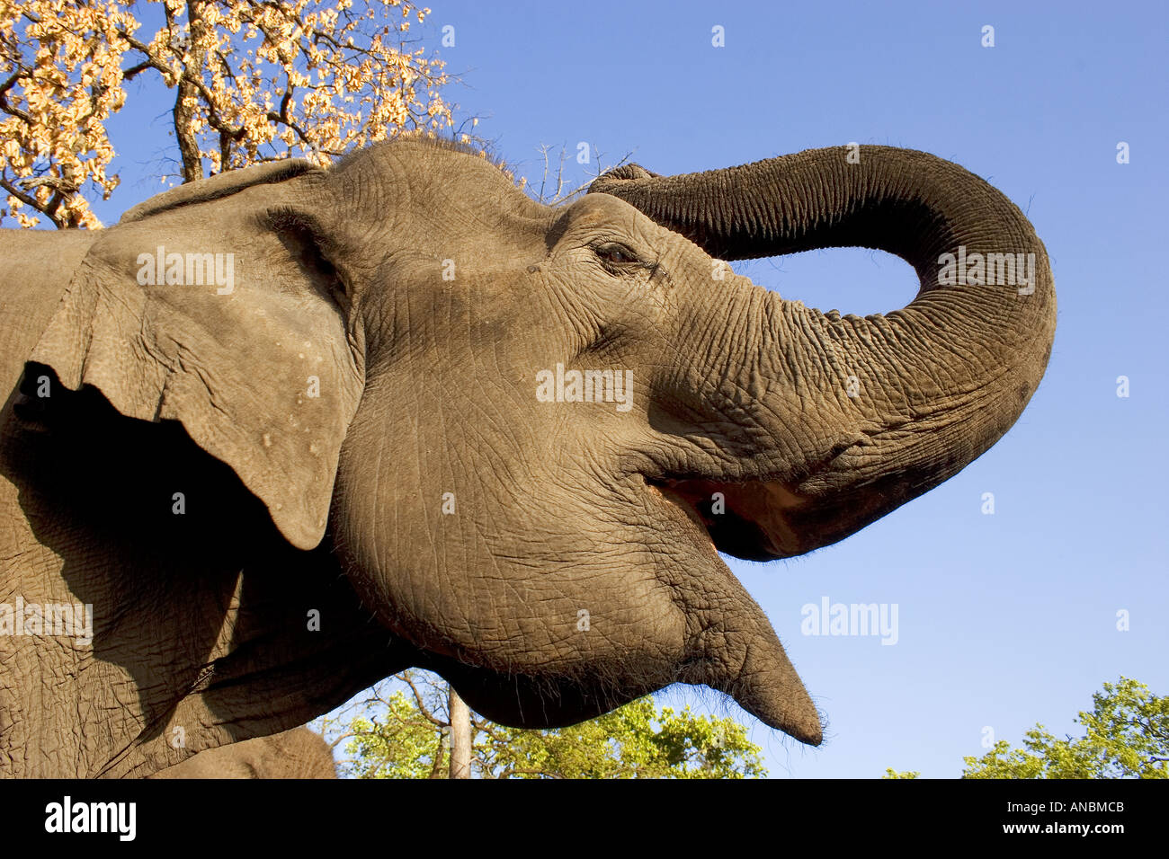 elephant trumpeting clipart - photo #43