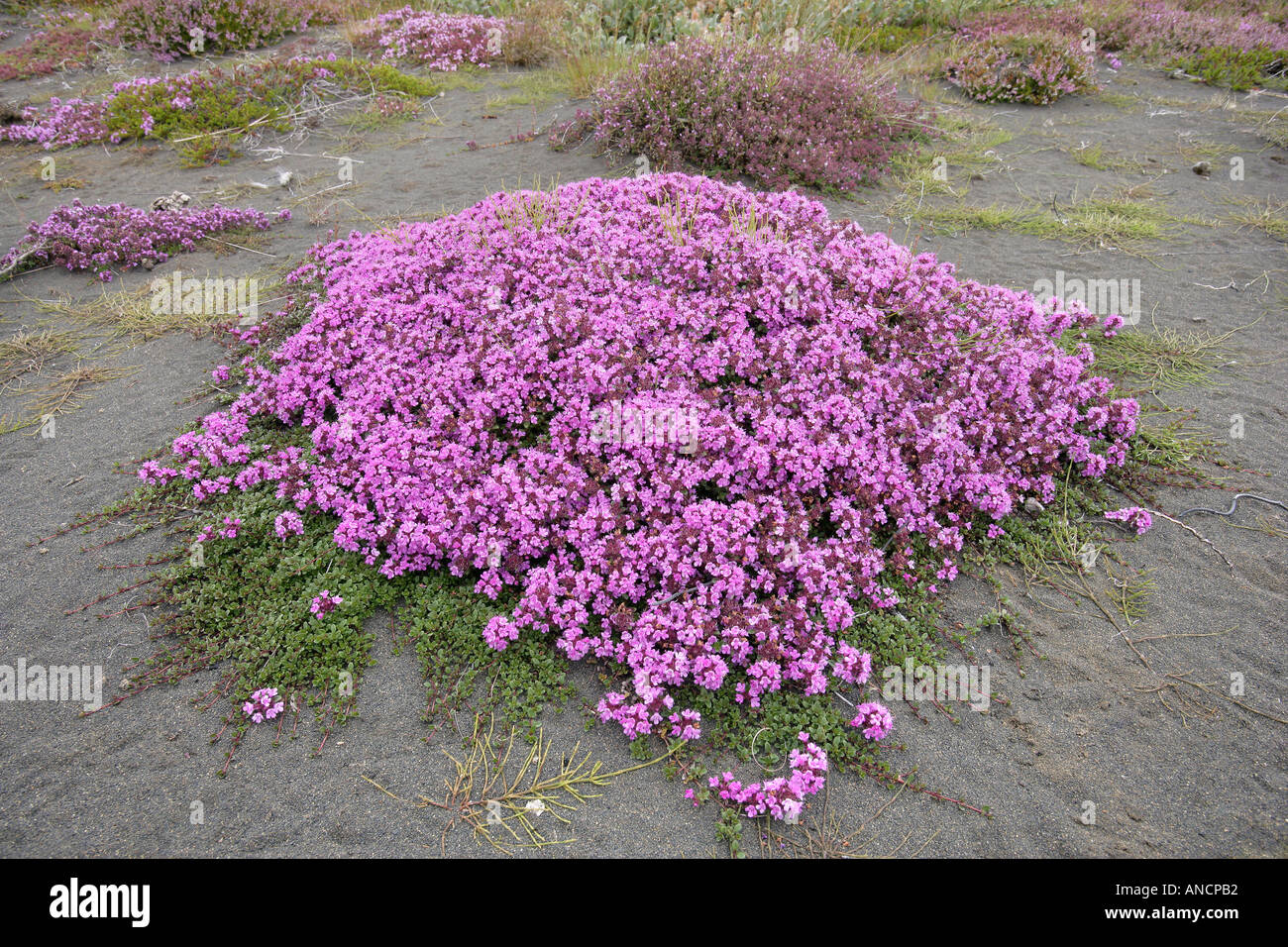 Wild Thyme Thymus praecox ssp arcticus Iceland Stock Photo, Royalty