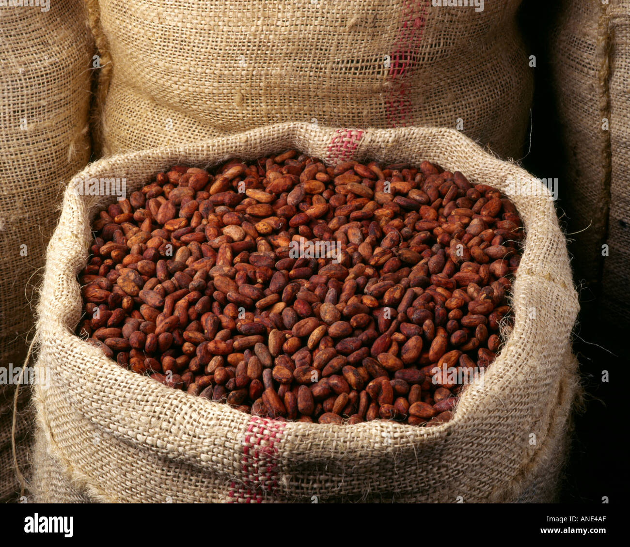 Cocoa Beans Cocoa Beans