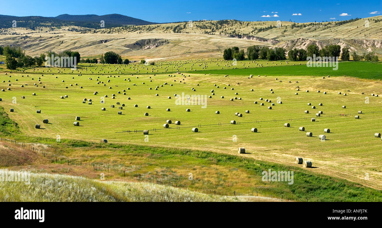 Gang Ranch and the BC Grasslands, British Columbia, Canada Stock Photo