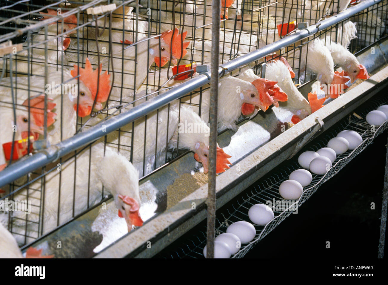 Egg laying hens, Poultry Farm, Canada Stock Photo, Royalty Free Image