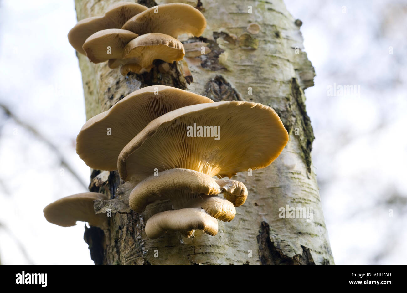 Branched Oyster Mushroom Pleurotus cornucopiae on silver birch tree