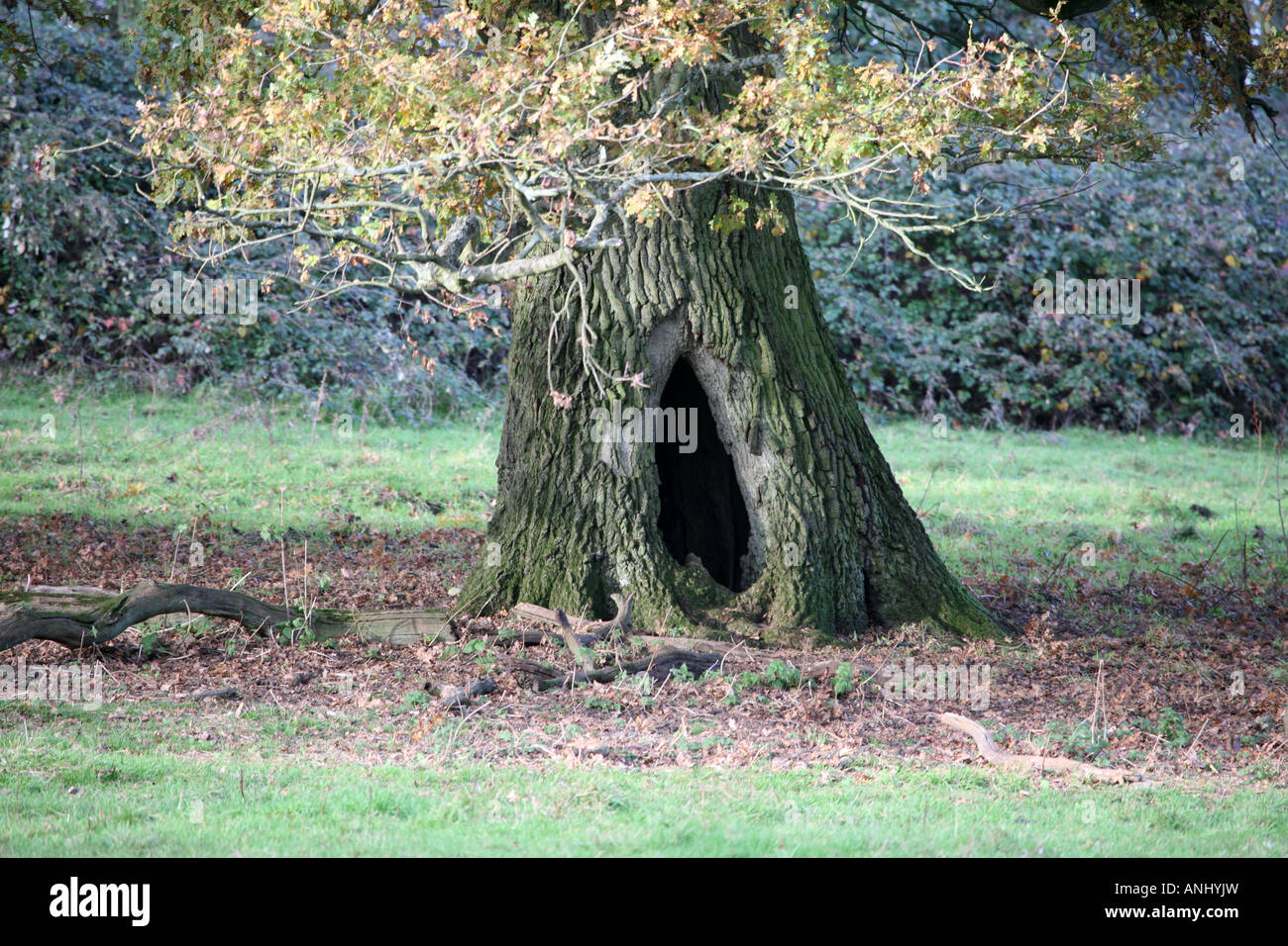 Oak tree with hole in Stock Photo 15535632 Alamy