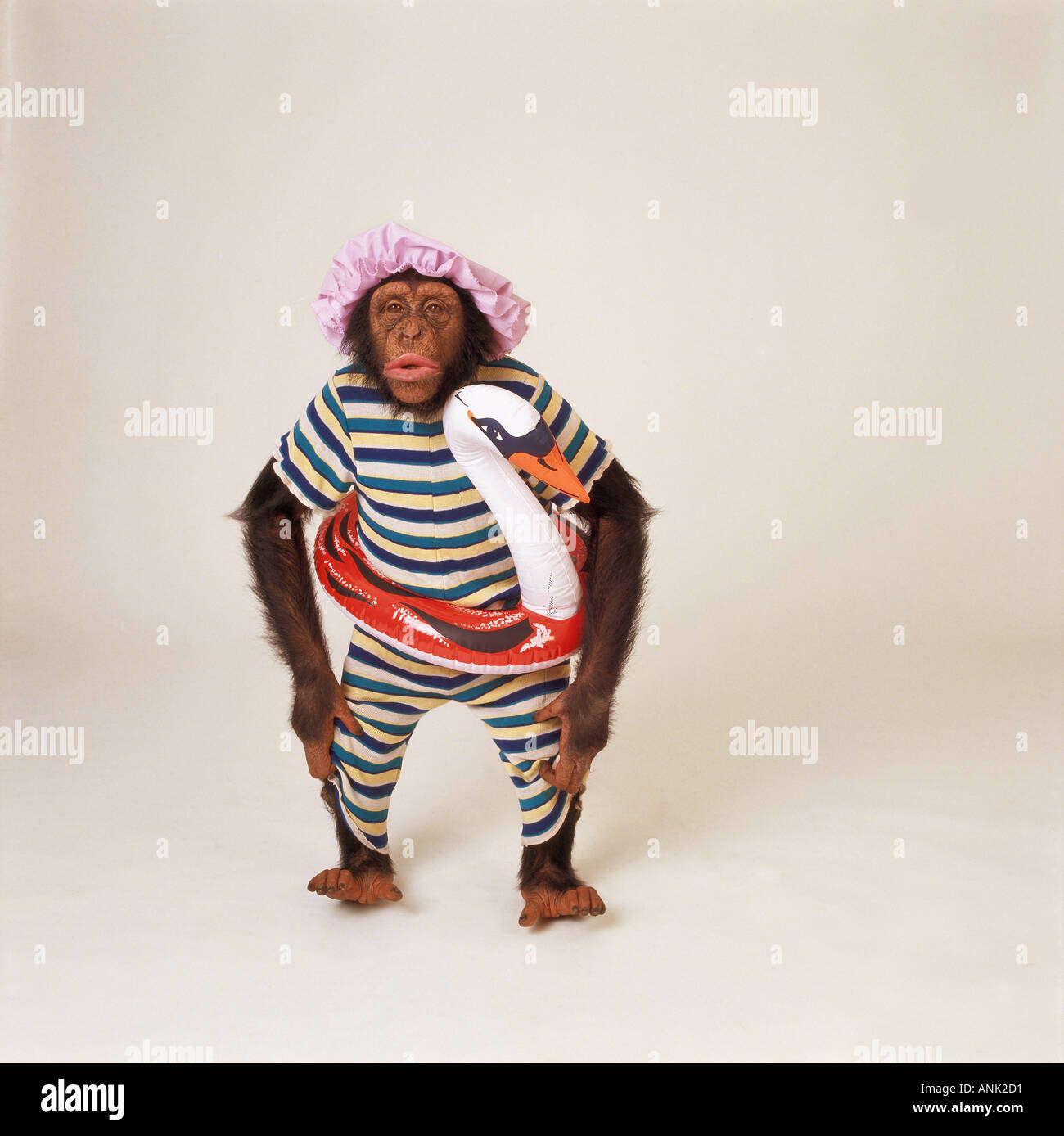 Bathing Suits Chimpanzee Monkey Face