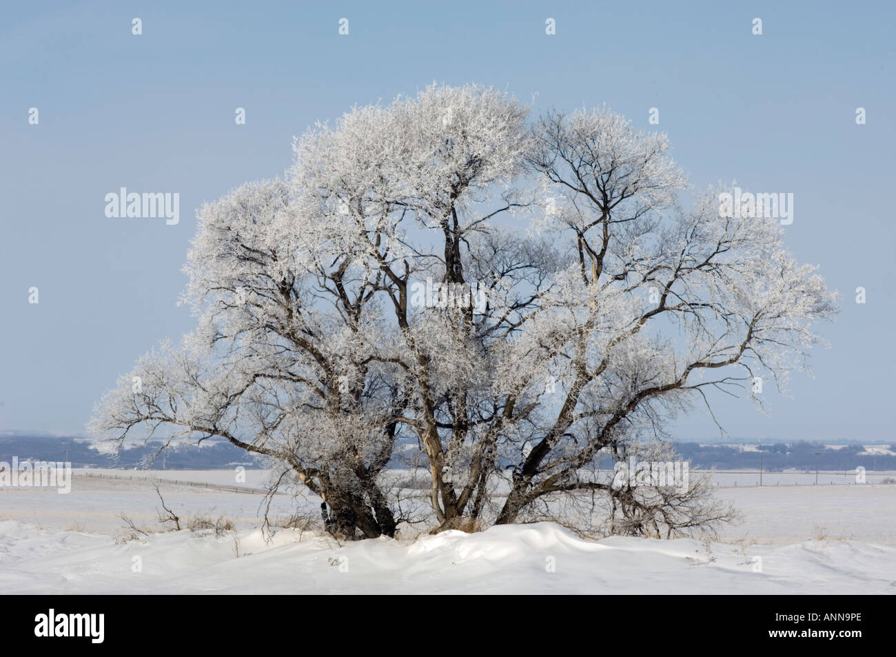 Hoarfrost on cottonwood trees in prairie, Brandon, Manitoba, Canada