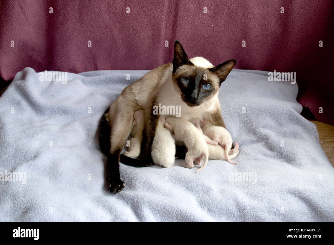 Siamese Cat Seal Point Kittens Siamese Cat Seal Point Kittens