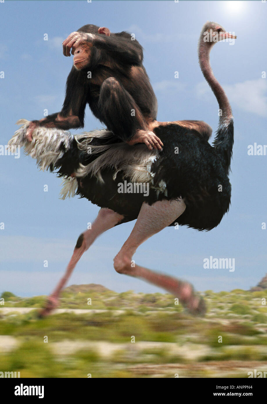 chimpanzee-on-ostrich-ANPPN4.jpg