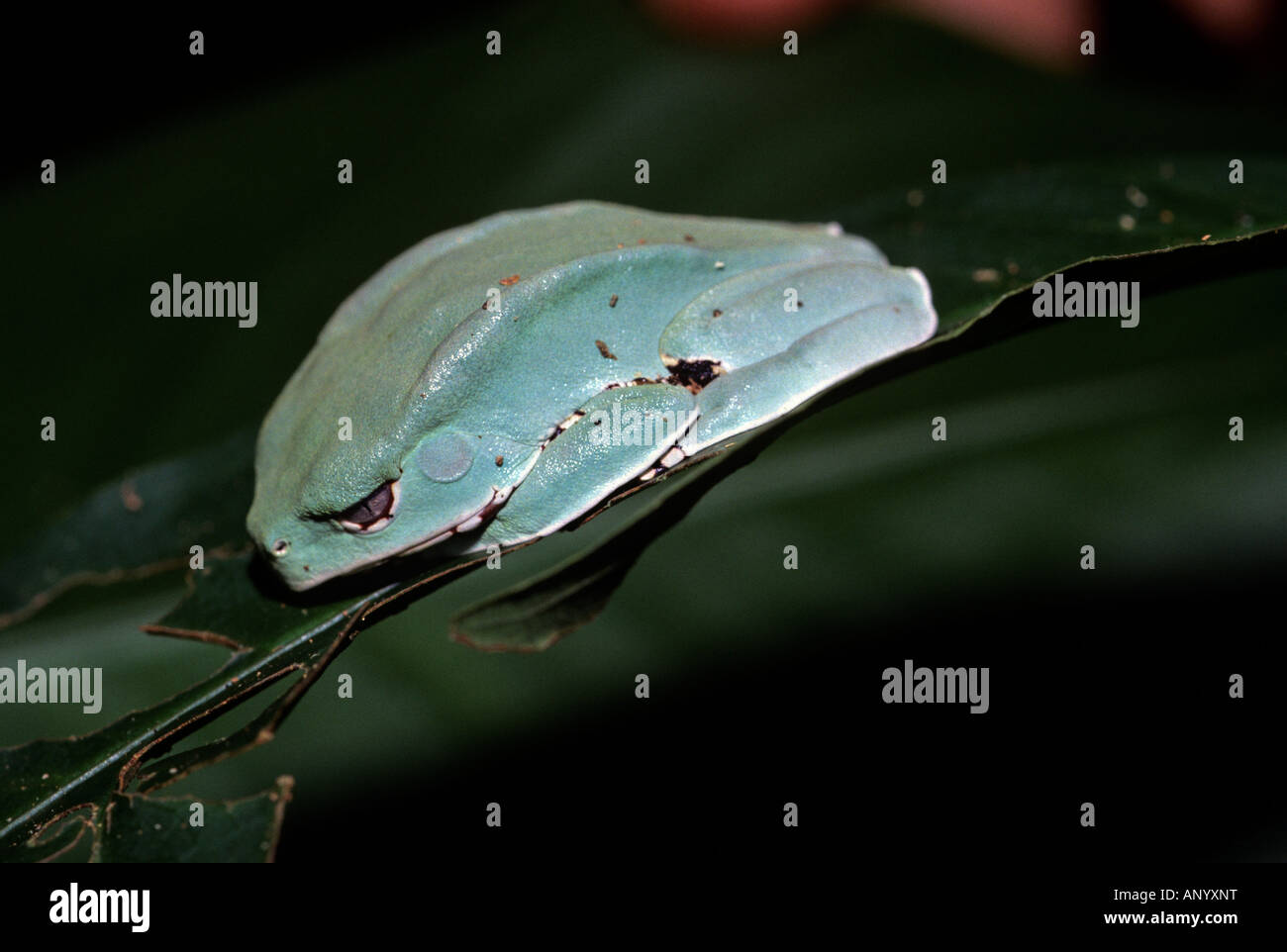 How long is the giant leaf frog?